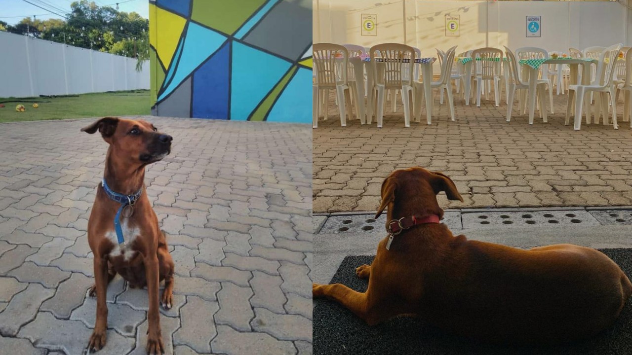 De cão de rua a 'monitor da alegria': vira-lata se torna mascote de empresa ao ser adotado no interior de SP