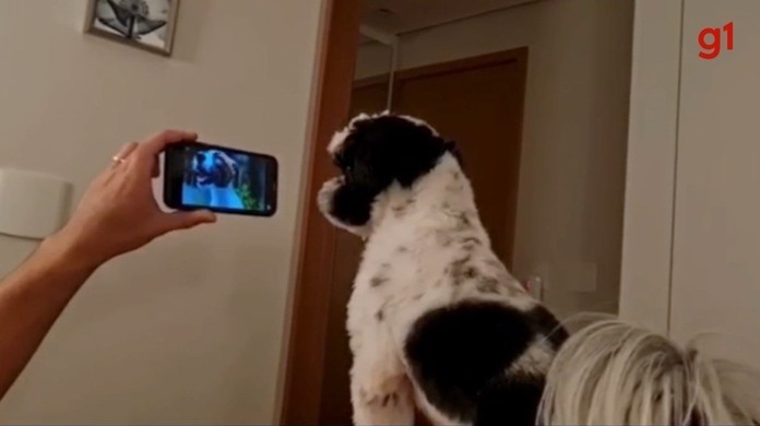 Cachorro é flagrado assistindo futebol sentado no sofá feito gente