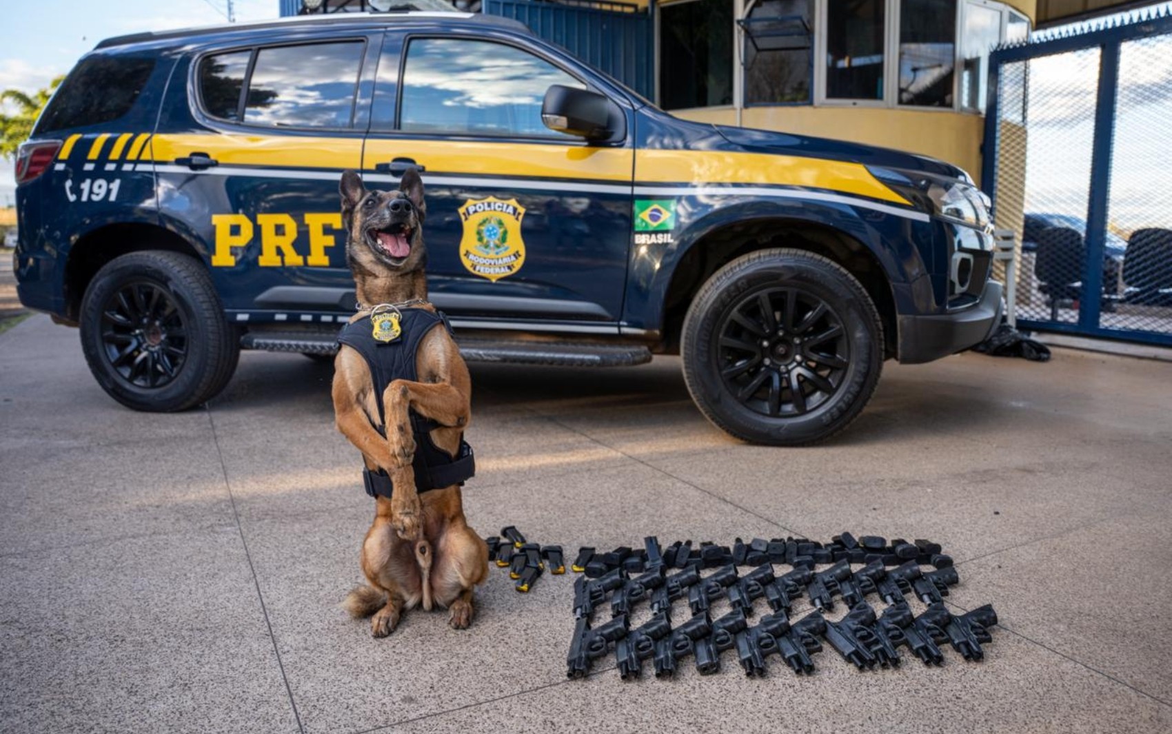 Cão farejador faz pose ao encontrar arsenal escondido em bagageiro de ônibus; veja vídeo