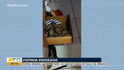Resgate de animais silvestres em áreas urbanas aumenta com o período de estiagem