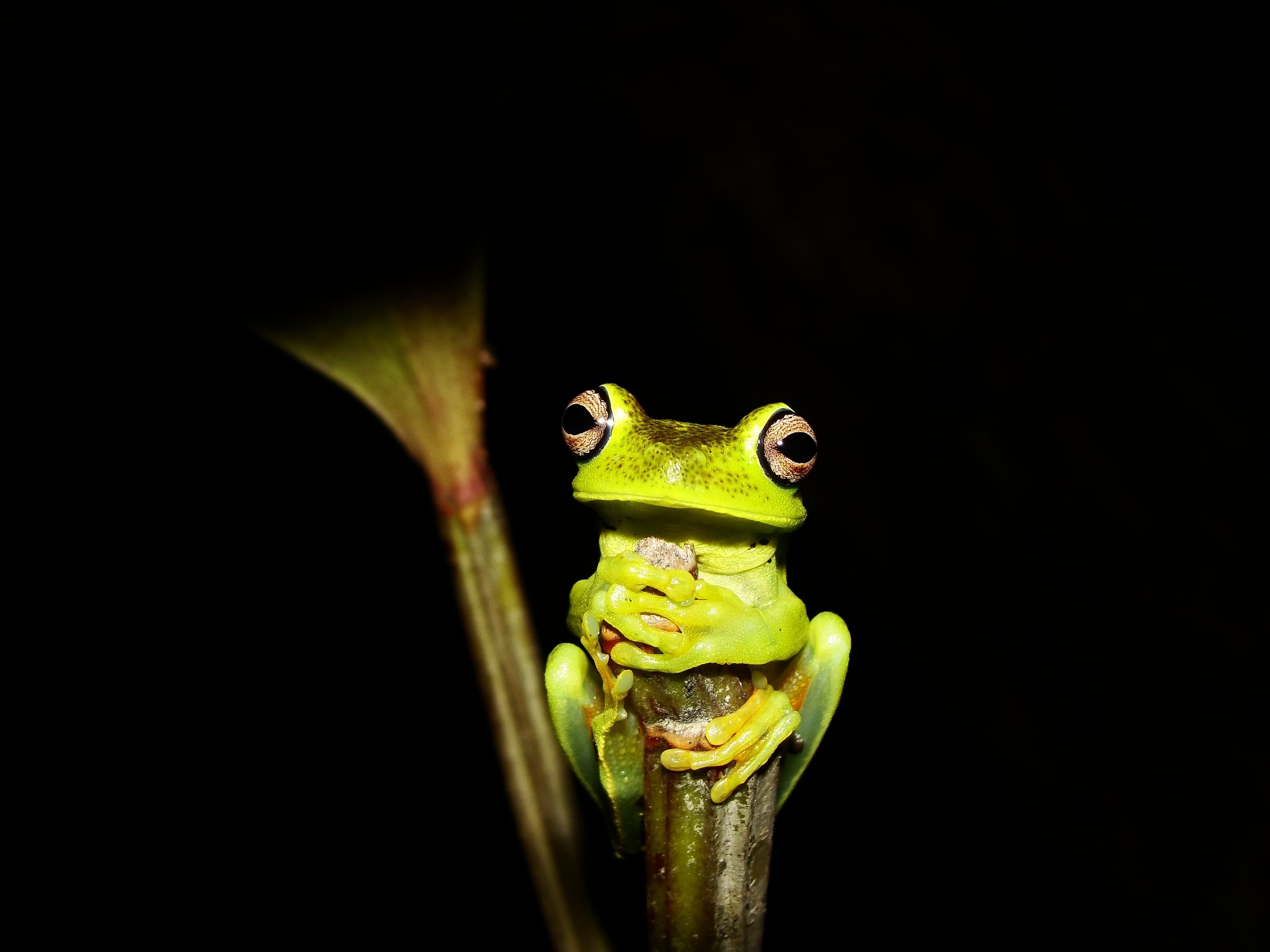 Qual a diferença entre sapo, rã e perereca? Especialista explica