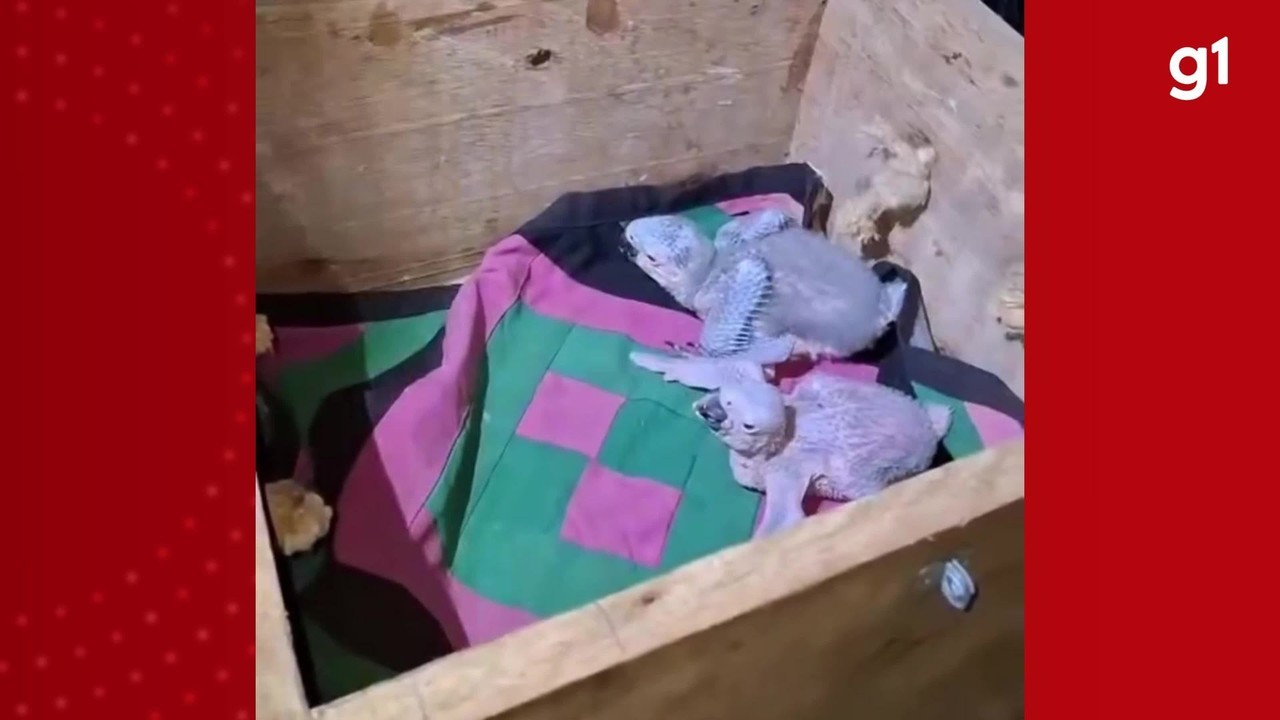 Morador encontra filhotes de arara após queda de árvore em Campo Grande