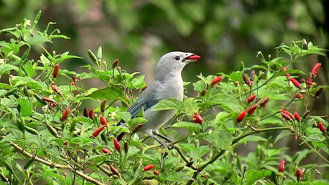 Aves sentem gosto dos alimentos? Entenda por que algumas comem pimenta sem sentir ardência