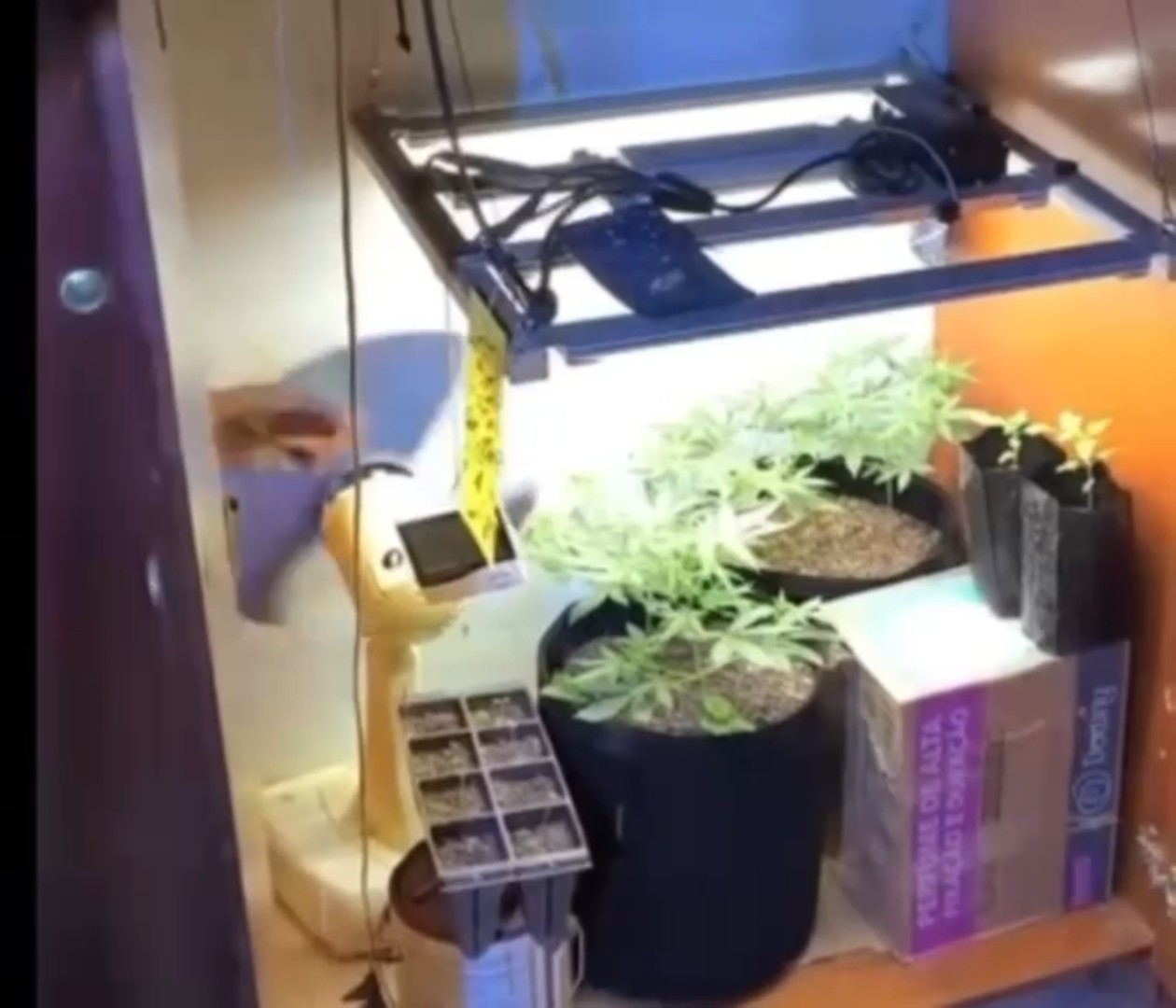 Estufa com pés de maconha é encontrada dentro de casa em Uruana de Minas