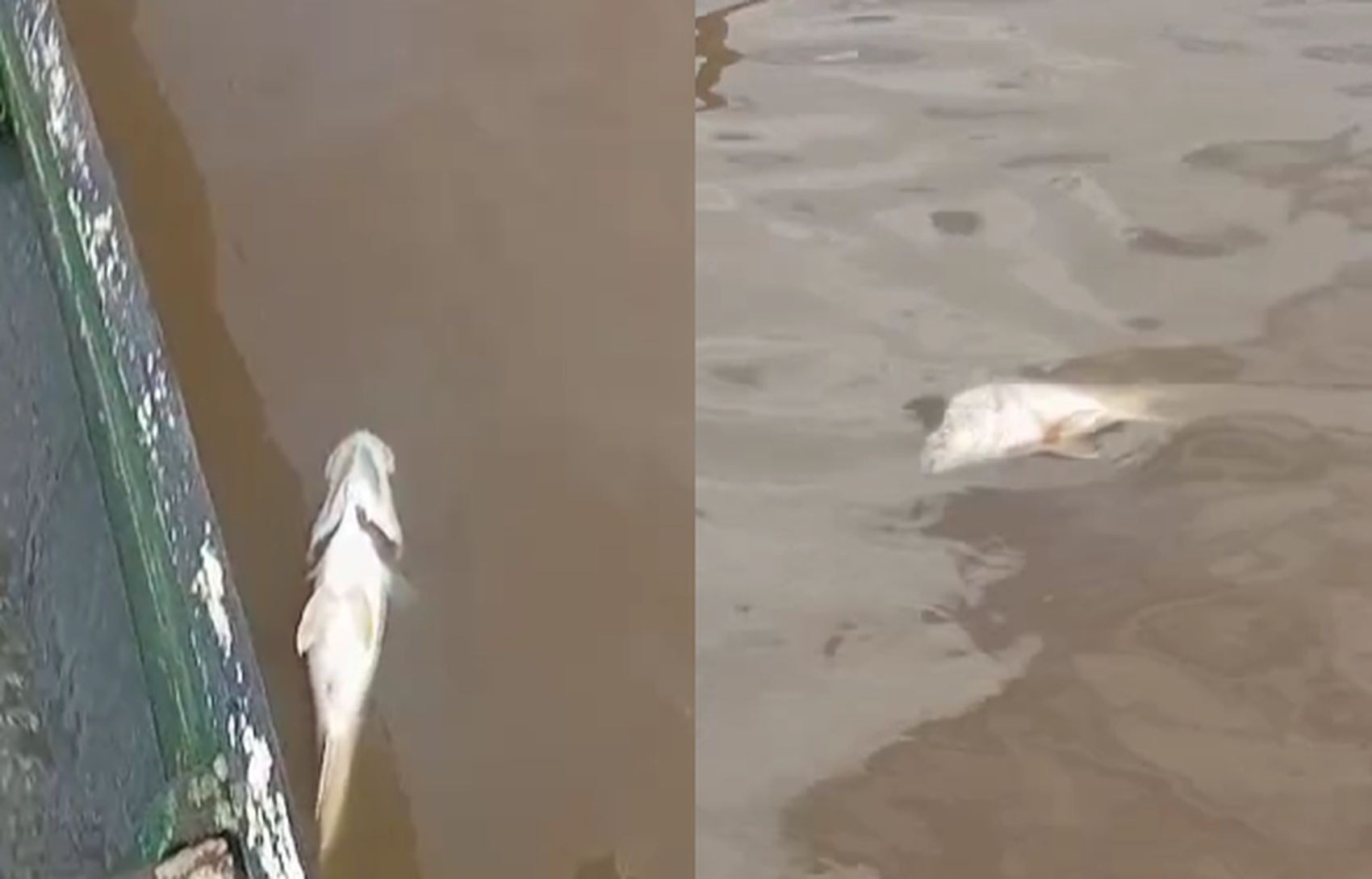 Peixes são encontrados mortos em rio de Estância