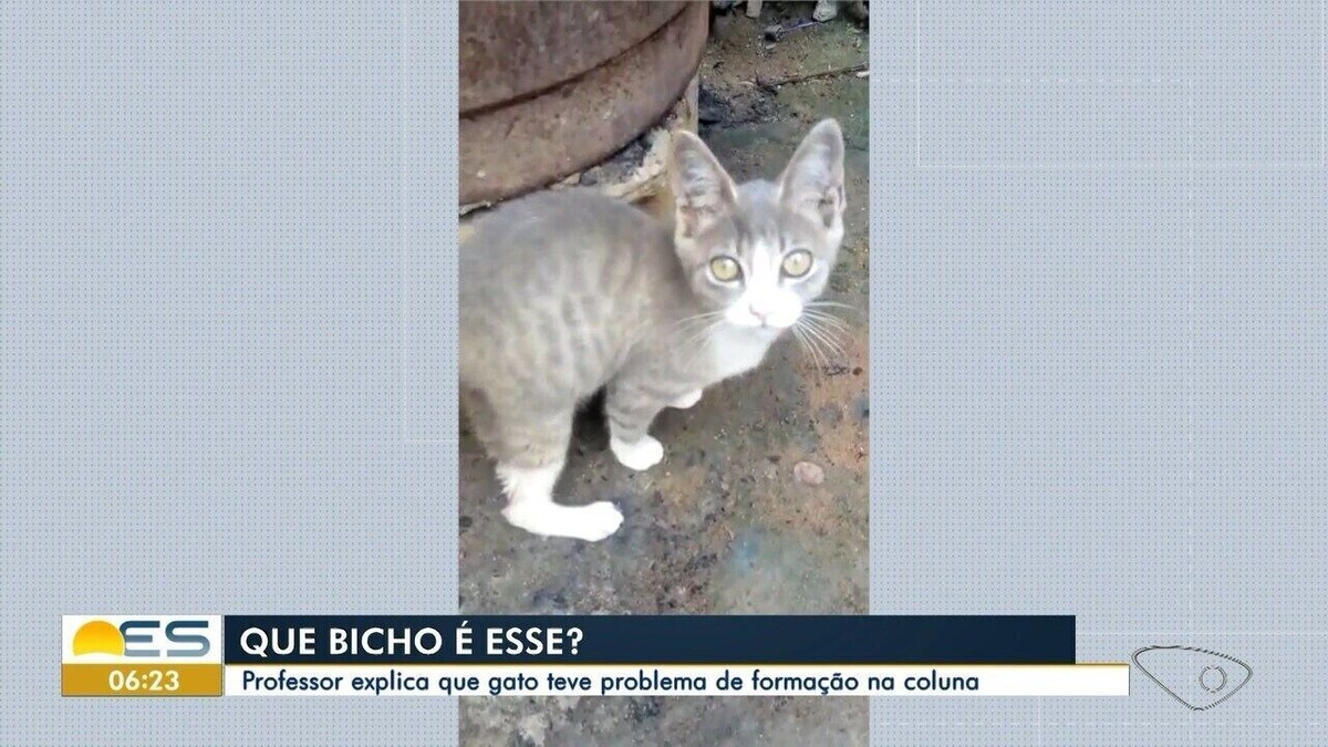 Professor explica porque gato anda igual coelho no ES