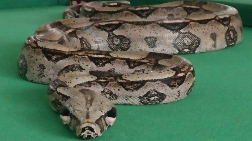 Jiboia de estimação é furtada em sítio em Cascavel