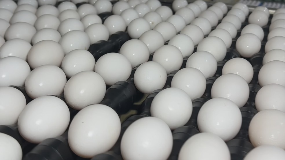 1 de 2
Produ&ccedil;&atilde;o de ovos em granja do interior paulista ajuda a abastecer consumidores de diferentes estados &mdash; Foto: TV TEM/Reprodu&ccedil;&atilde;o