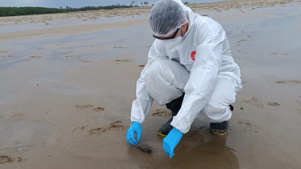 Ave marinha encontrada morta no litoral do Maranhão e coletada para análise — Foto: Instituto Amares