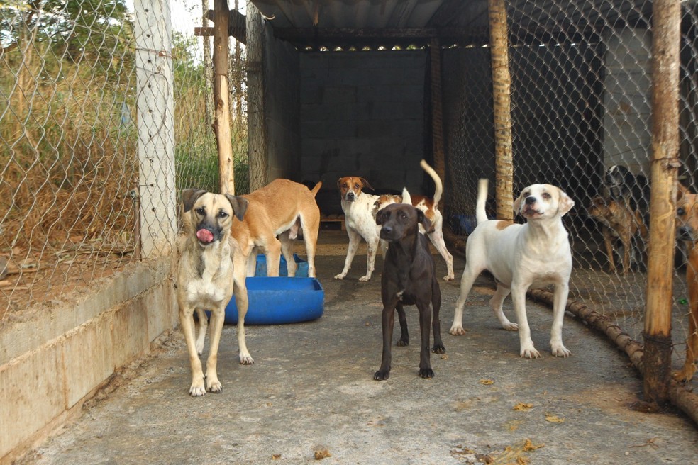 O abrigo Lar dos Animais tem 700 cães e gatos — Foto: Fábio Lima/O Popular