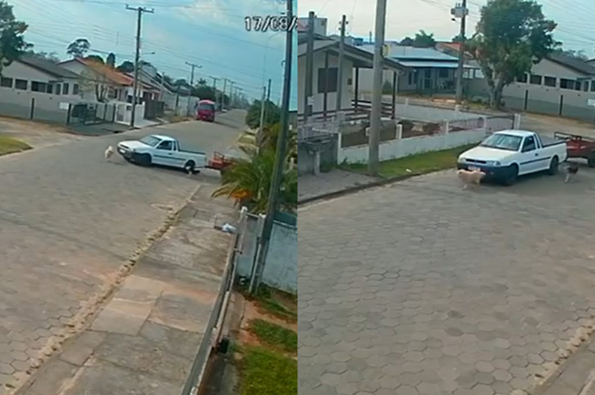 VÍDEO: cão é atropelado e morre ao tentar fugir de picape em SC; polícia investiga maus-tratos