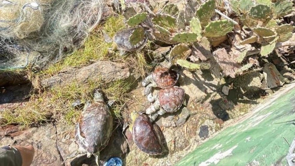 Animais foram encontrados em Área de Proteção Ambiental de Vitória, Espírito Santo — Foto: Divulgação / Redes sociais