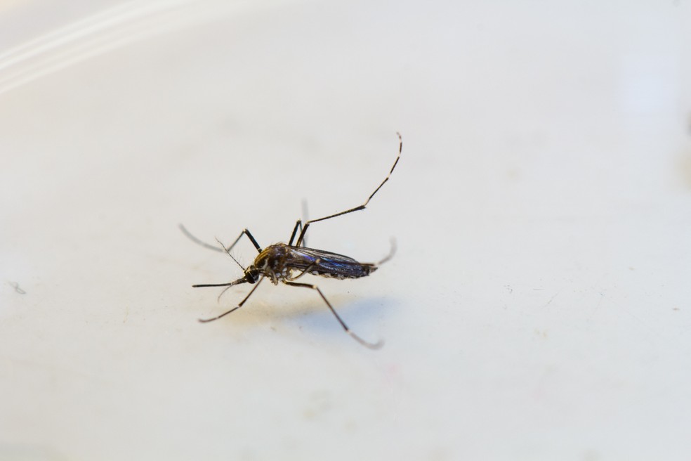 Mosquito fêmea do Aedes aegypti no Laboratório de Entomologia do Instituto de Biociências da UFMT — Foto: Junior Silgueiro/Gcom-MT