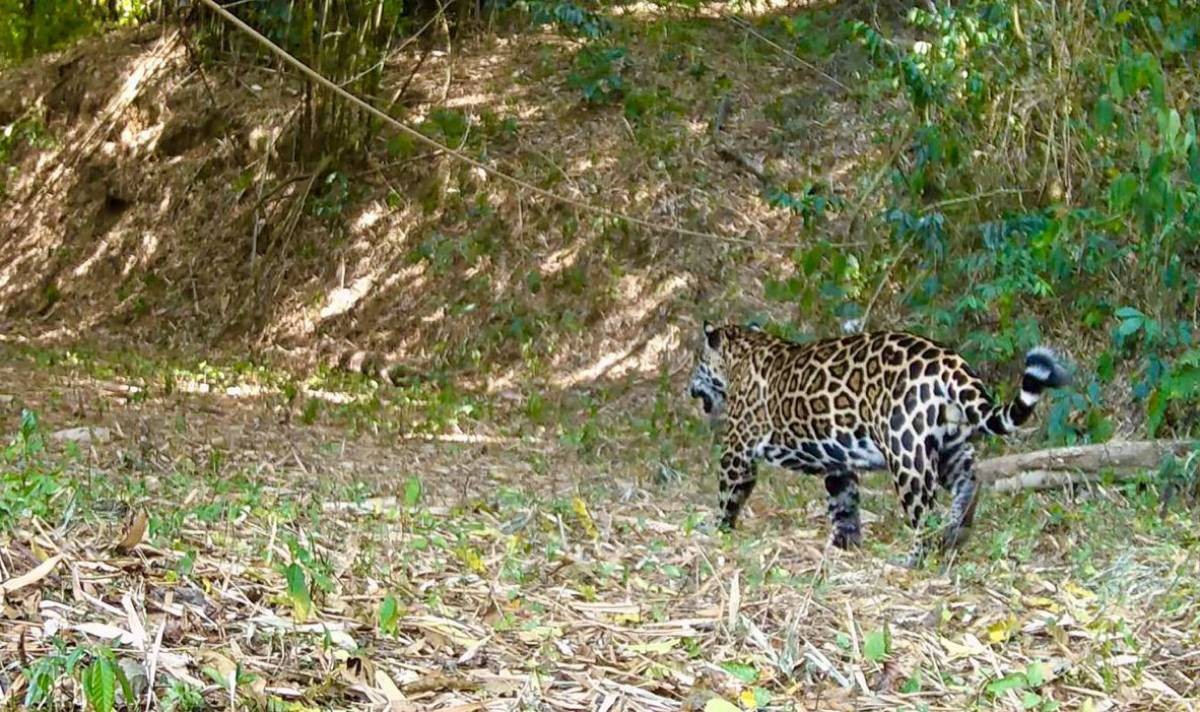 Onça-pintada é vista caminhando durante o dia no Parque Estadual da Serra da Concórdia, em Valença 