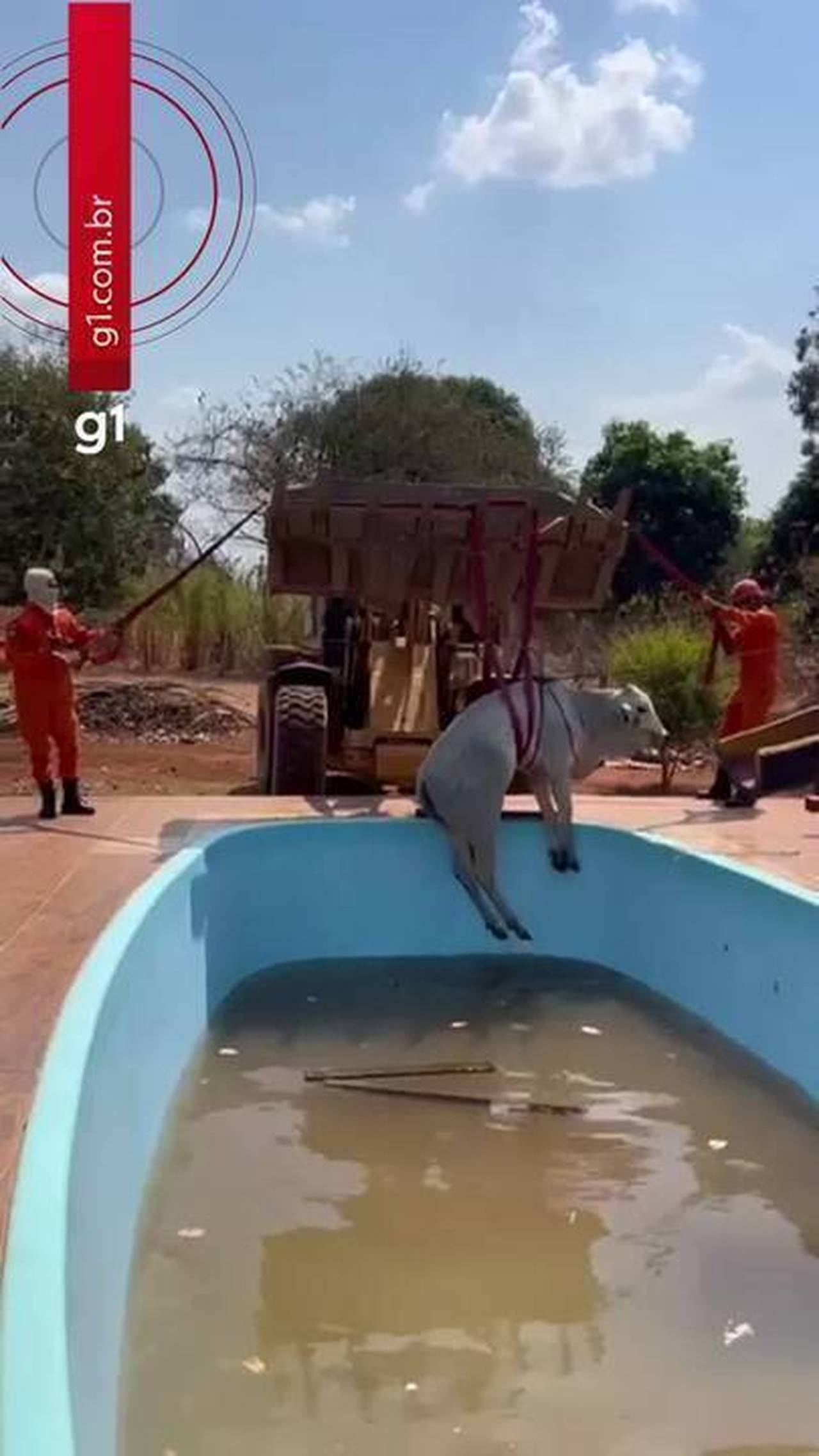 Vídeo: boi cai em piscina e é resgatado com pá-carregadeira em MT