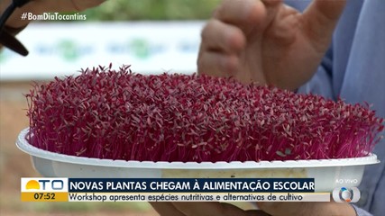 Alimentação rica em micro-verdes é sustentável e nutritiva; saiba mais