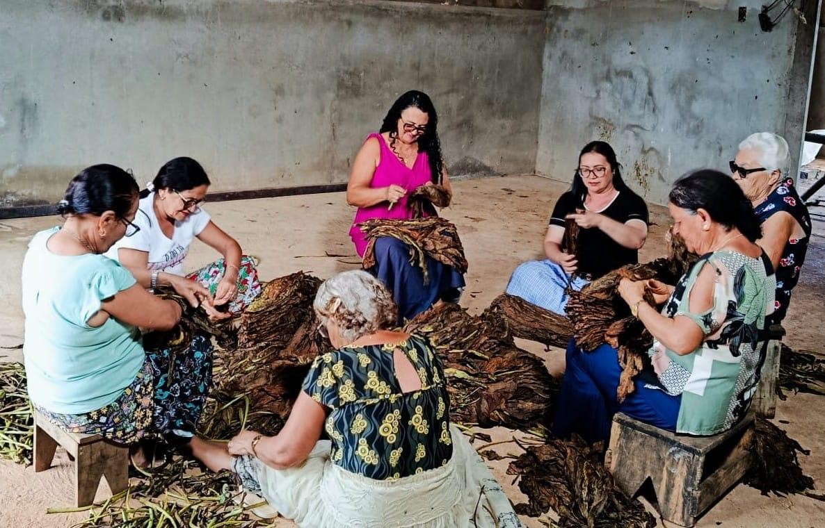 Cantos que atravessam gerações: destaladeiras de fumo mantêm viva a memória de Arapiraca