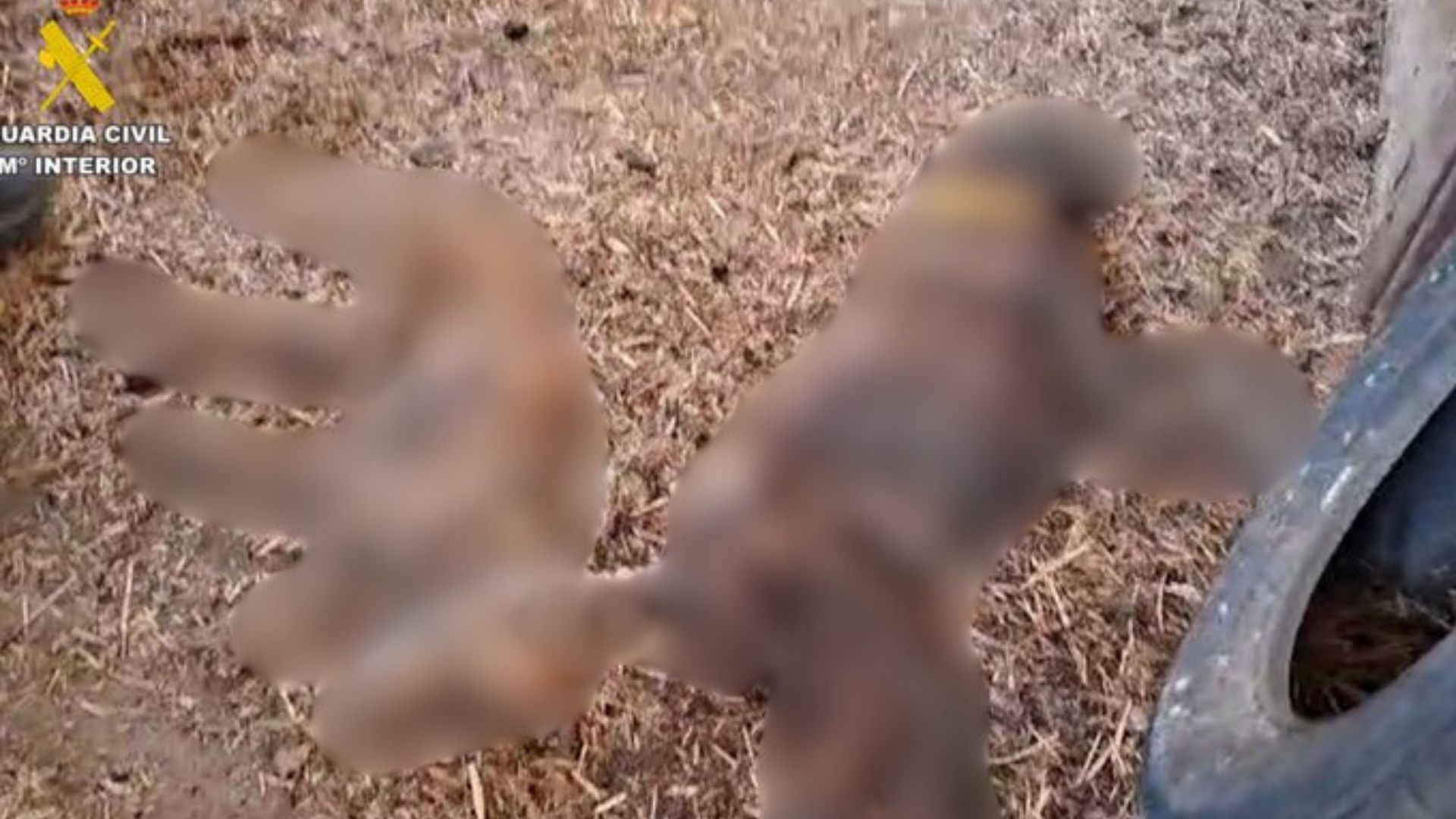 Polícia da Espanha encontra 32 cães em estado de decomposição; animais morreram de fome