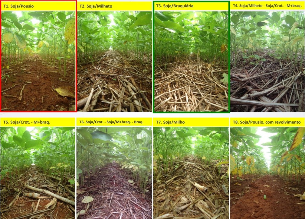 Aporte de palhada e a cobertura do solo nos diferentes sistemas de cultivo do experimento  Foto: Fundao MT