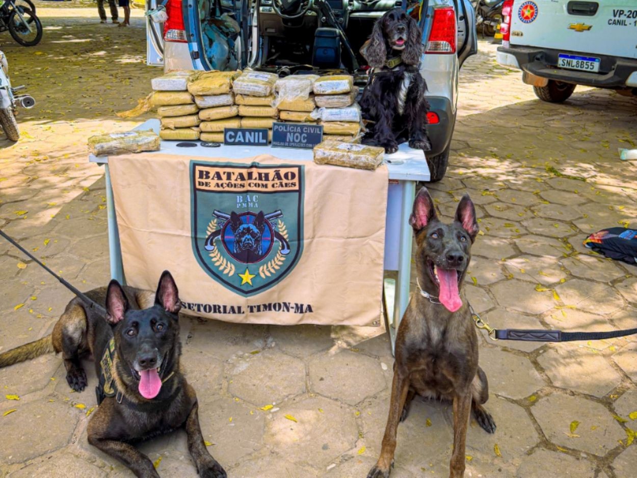 Cães farejadores encontram mais 30 kg de maconha em carro apreendido há seis meses no MA