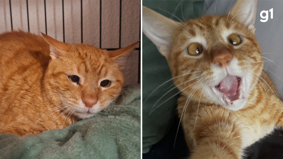 Brasil: gato devuelto a un refugio por ser “demasiado dependiente” encuentra un nuevo hogar y conmueve en las redes