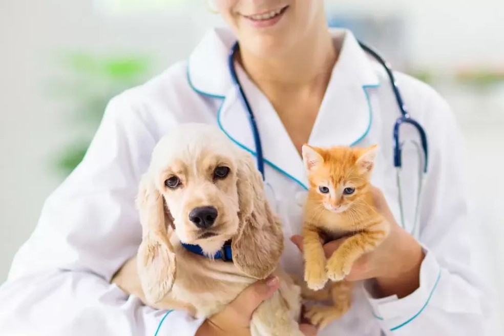 Vacinação antirrábica para cães e gatos — Foto: Divulgação/Arquivo