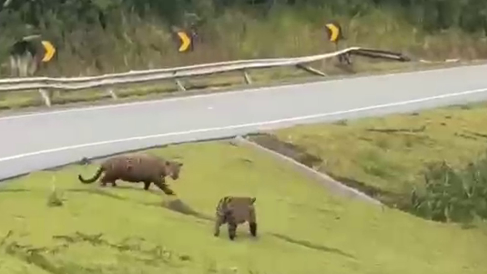 VÍDEO: casal de onças-pintadas é flagrado atravessando rodovia no interior de SP