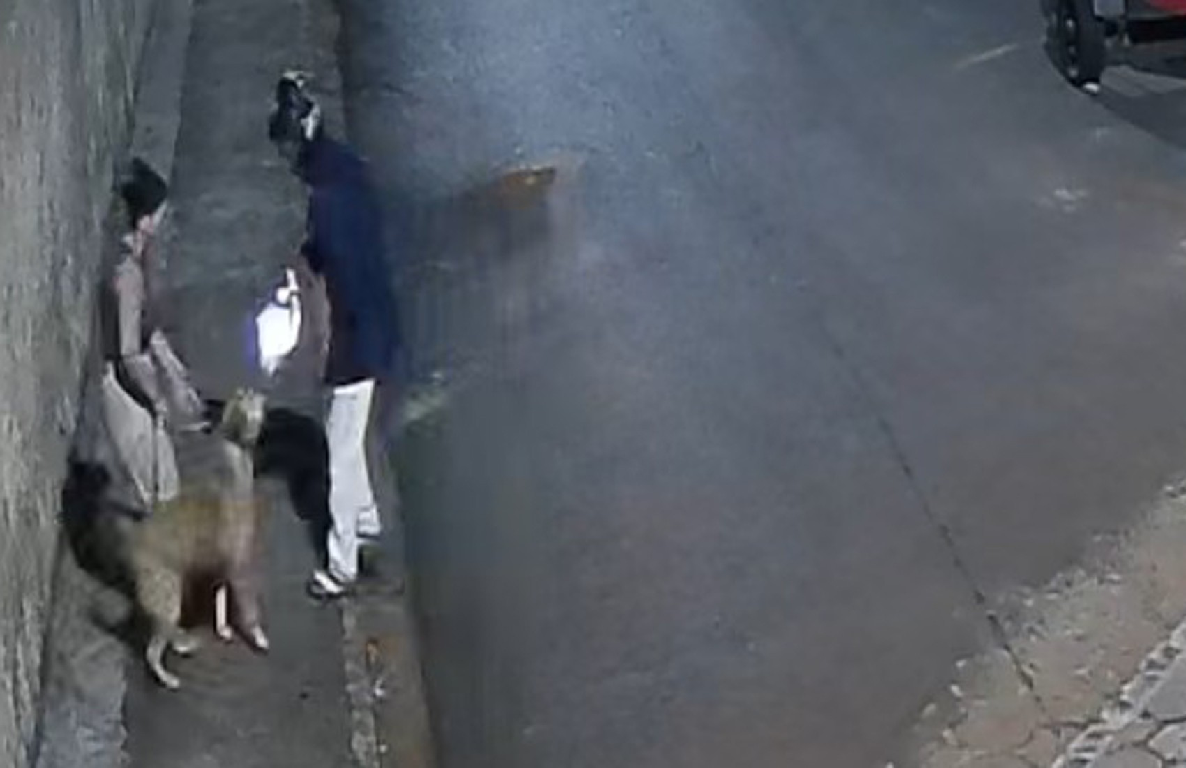 Cachorro é baleado ao tentar defender tutora de roubo de relógio em Ribeirão Preto, SP