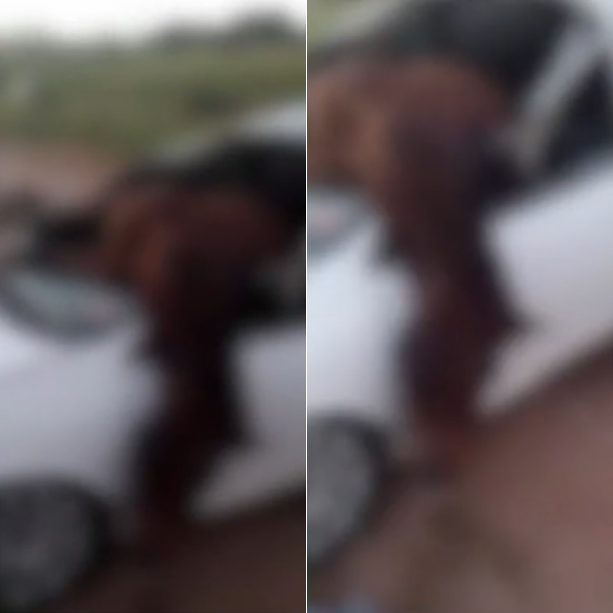 Cavalo para dentro de carro em acidente na BR-406 na Grande Natal