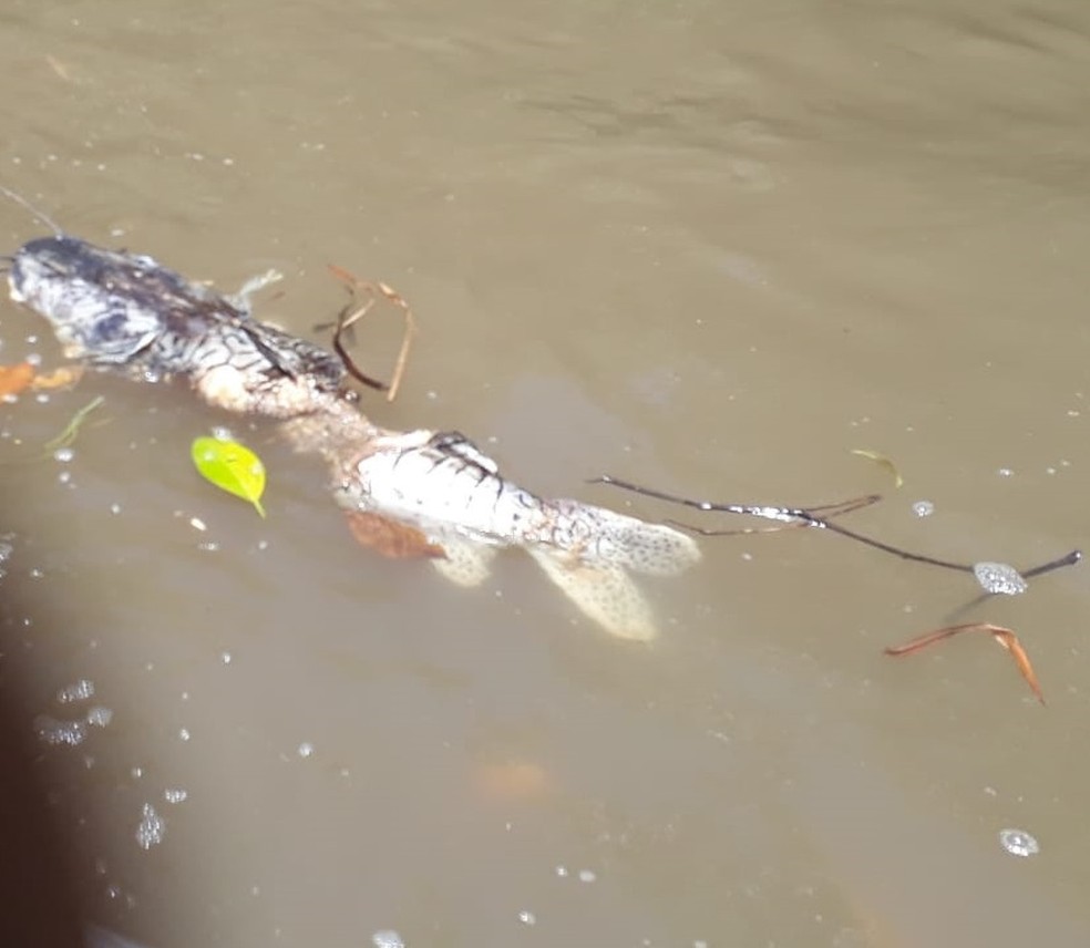 Secretaria de Meio Ambiente vai investigar morte de peixes no Rio Itiquira  Foto: Arquivo pessoal