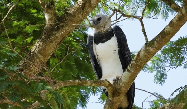 Harpia (Harpia harpyja) predando arara-canindé (Ara ararauna) — Foto: Lucas Souza / Estudante de biologia
