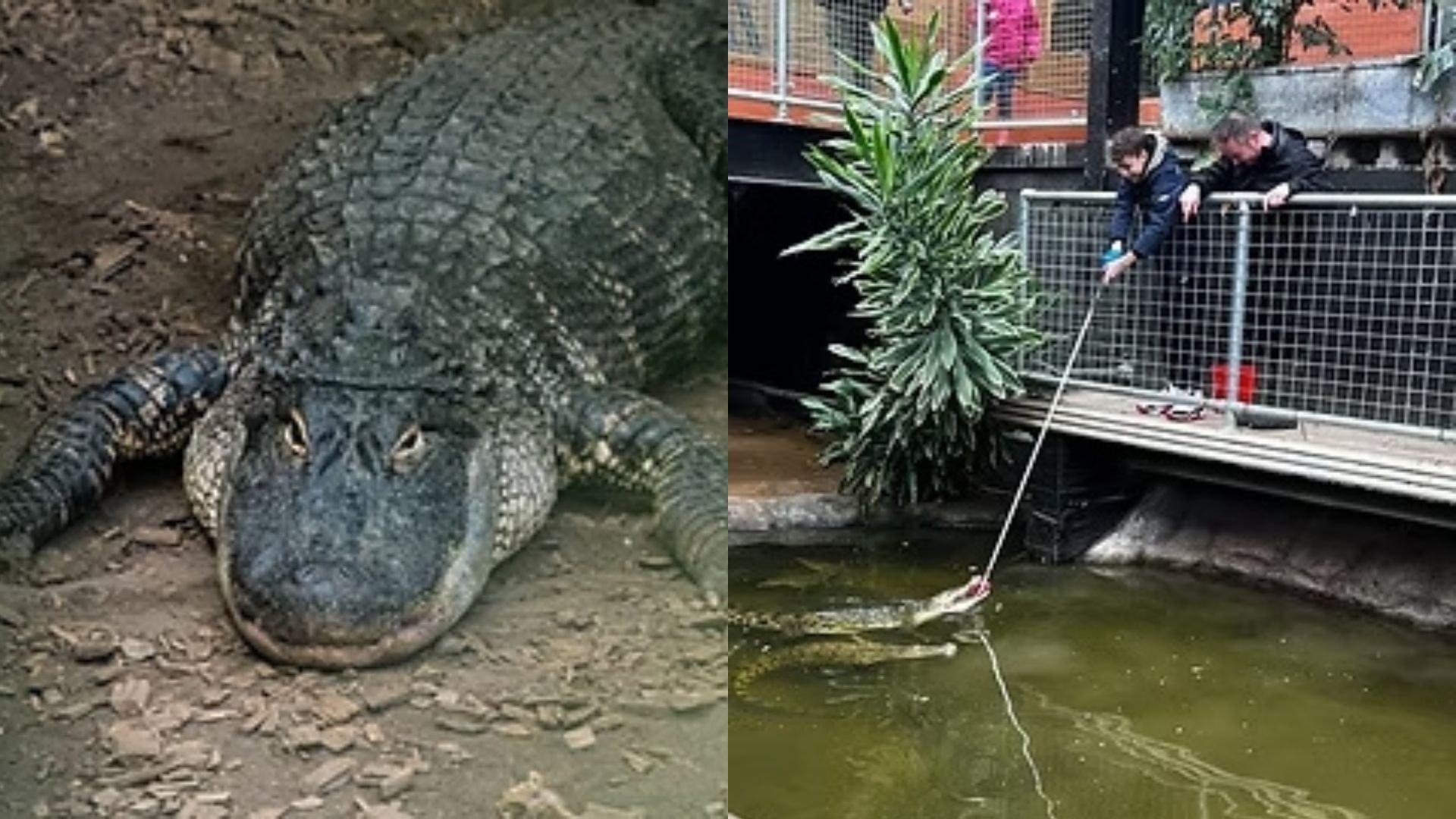 Homem é preso após menino de 3 anos cair dentro de habitat de crocodilos em zoo no Reino Unido