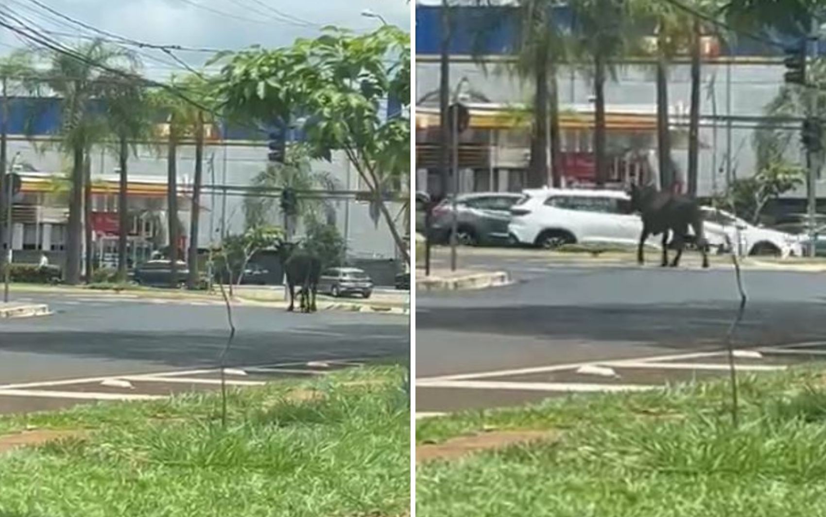 Boi é flagrado caminhando entre carros na zona Sul de Ribeirão Preto, SP