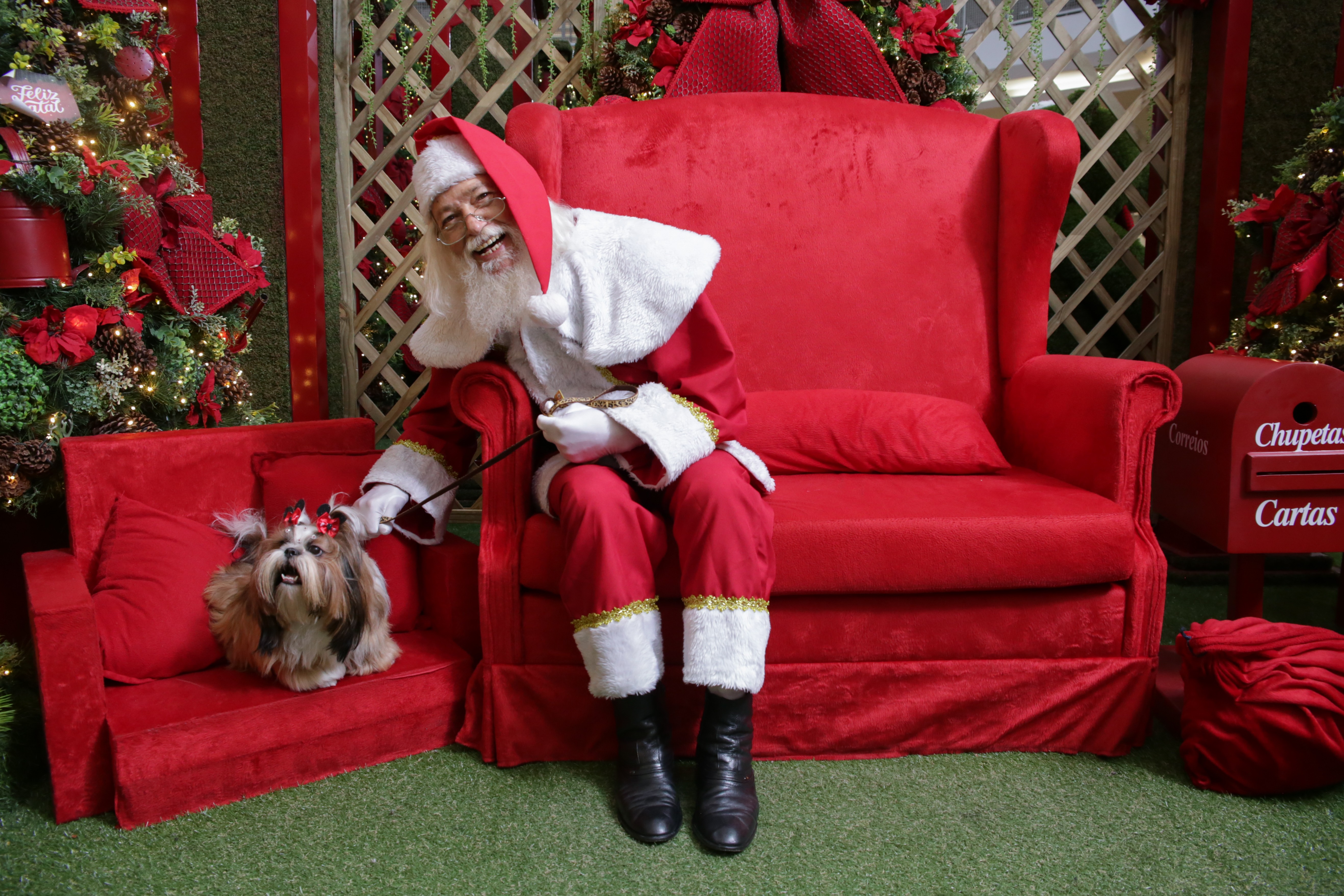 Mogi das Cruzes tem encontro natalino de pets neste domingo