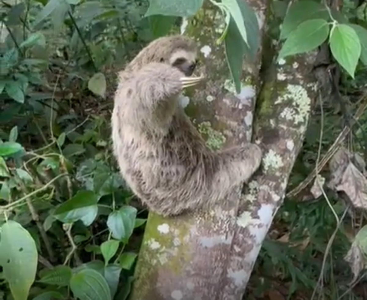 VÍDEO: bicho-preguiça resgatado é devolvido à natureza em Paraty