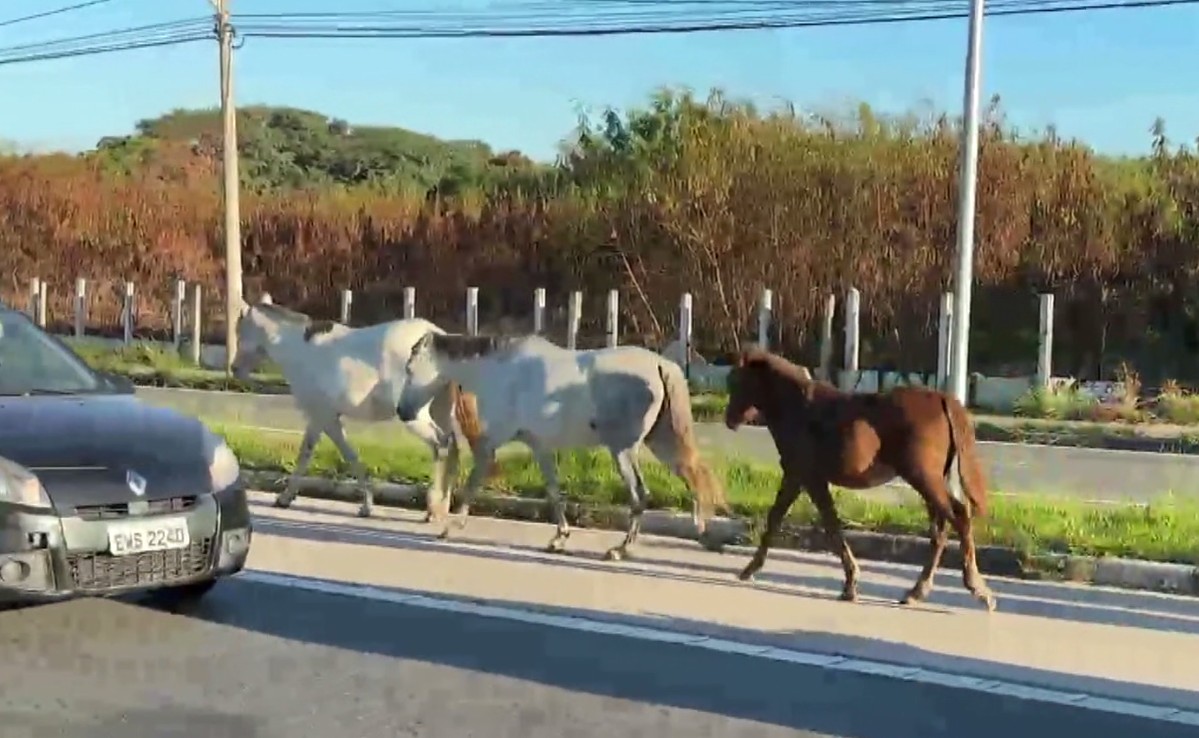 VÍDEO: cavalos atravessam no meio de carros em avenida de Campinas