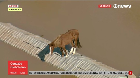 Globocop flagra cavalo ilhado em Canoas, RS - Programa: Conexão Globonews 