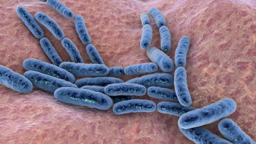 Enquanto algumas bactérias preferem um tipo de alimento, outras consomem outros — Foto: Getty Images via BBC