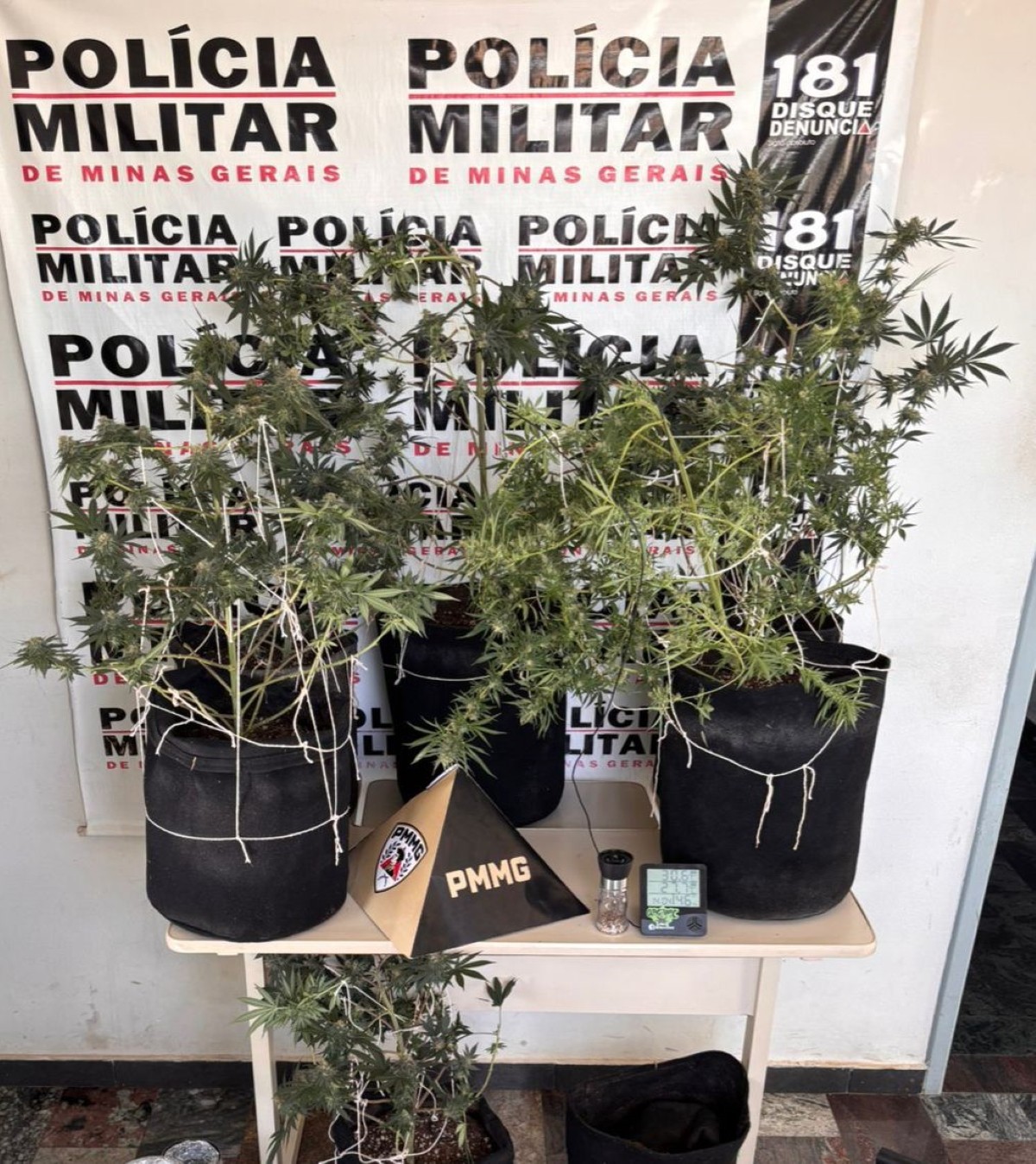 Estufa de maconha é encontrada durante buscas por foragido em Itapecerica