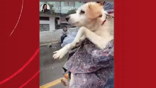 V&Iacute;DEO: cachorro 'nada' no ar ap&oacute;s ser resgatado; entenda por qu&ecirc; - Foto: (Reprodu&ccedil;&atilde;o)