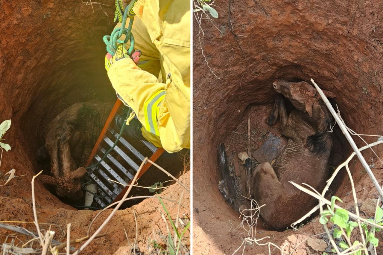 Cavalo é resgatado após cair em poço de quatro metros de profundidade em Campo Limpo Paulista 
