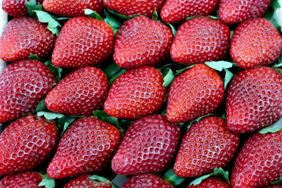 Morango: as frutas são os aquênios, as "sementinhas" amarelas da polpa. — Foto: Festa de Flores e Morangos