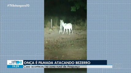 Onça é flagrada tentando arrastar bezerro para o mato, em Araguaçu