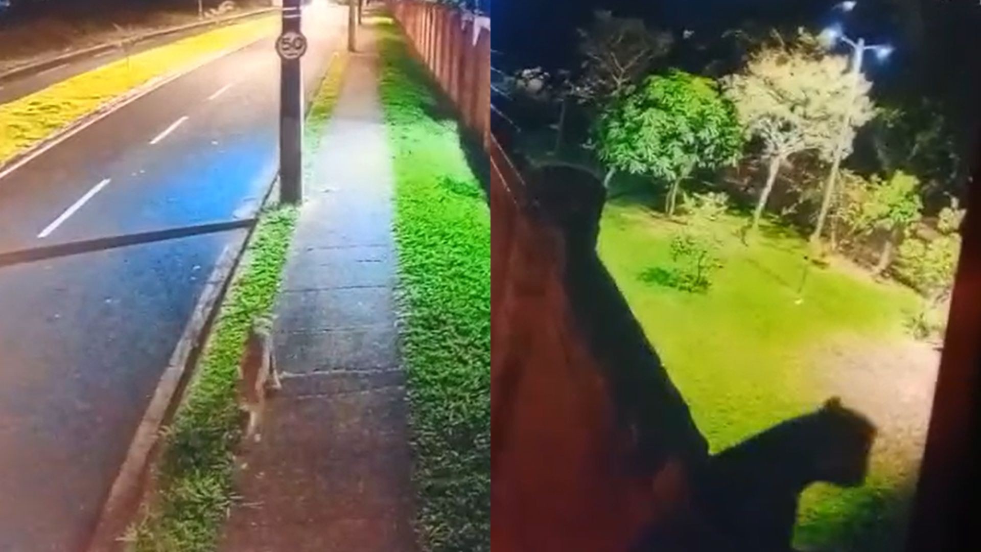 VÍDEO: Onça ronda calçada e salta muro de condomínio fechado na Zona Sul de Uberlândia