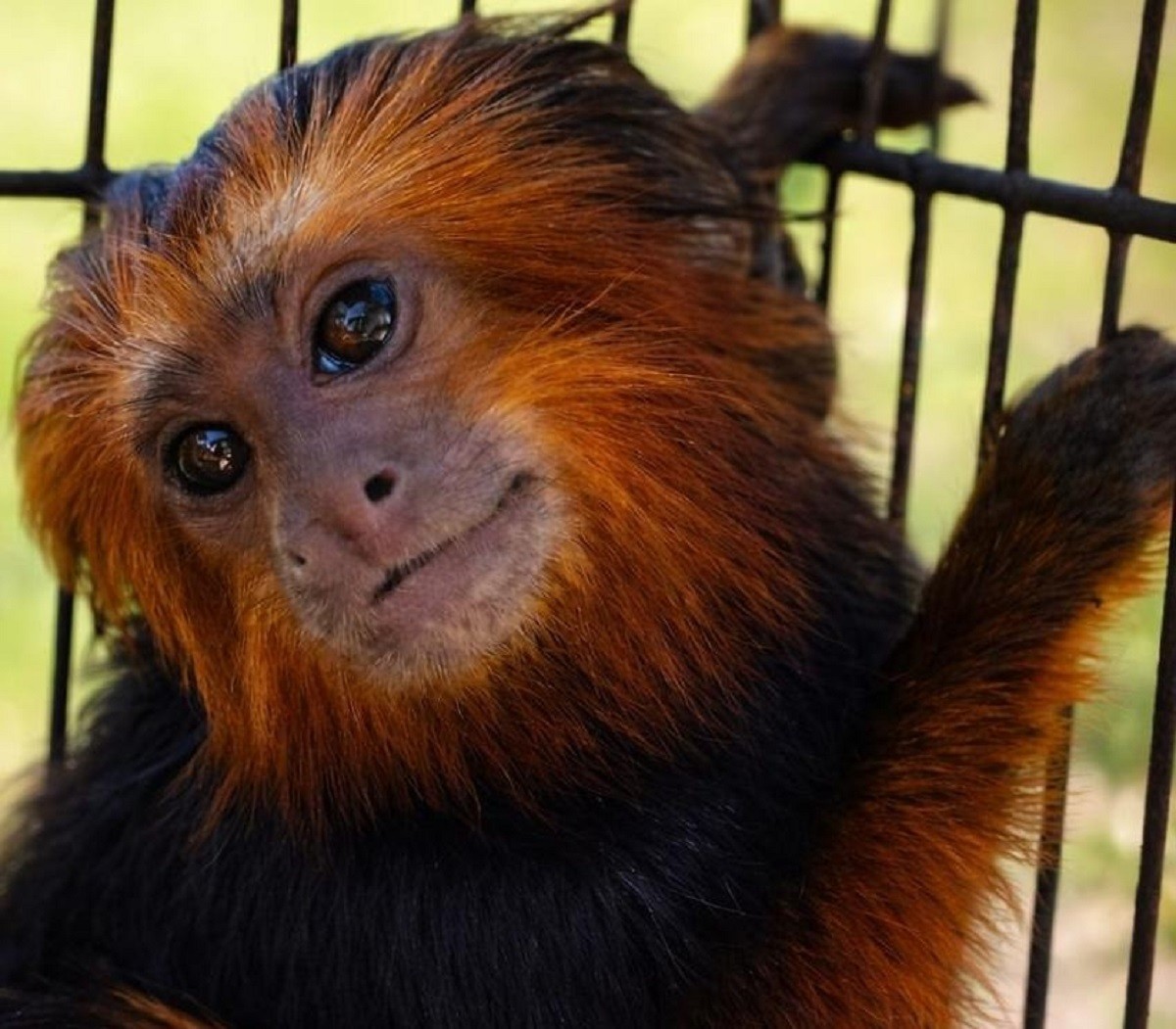 ‘Novo morador’: Zoológico de Bauru recebe mico-leão vindo da Bahia ameaçado de extinção