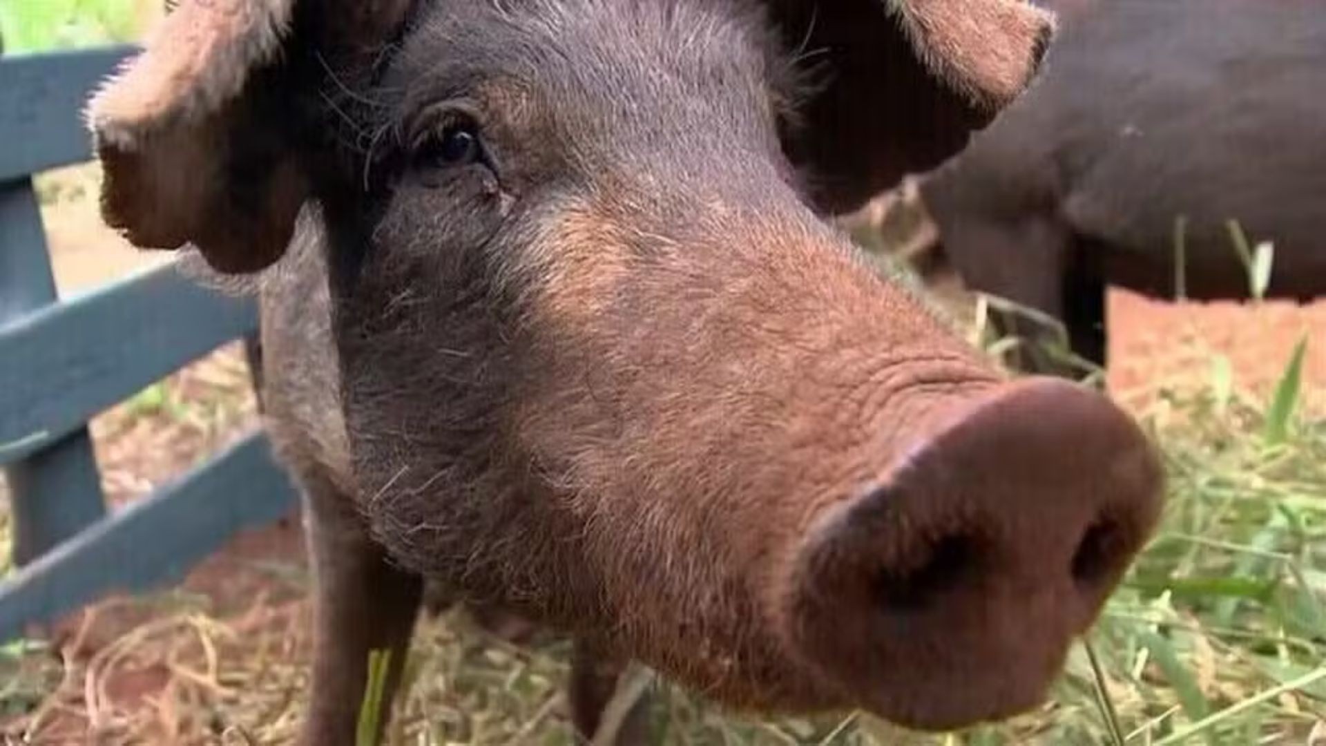 RS é o estado que mais importa pelo de porco do Brasil; você sabe para que serve?