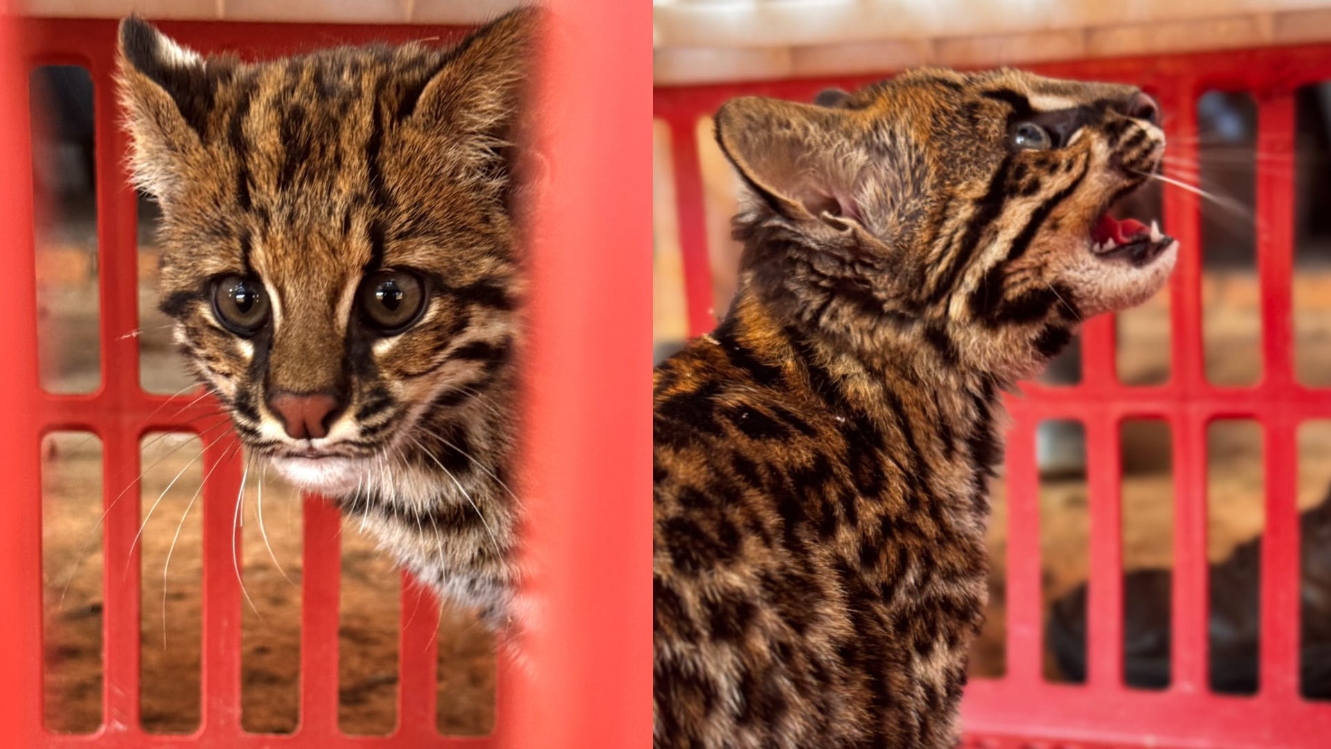 VÍDEO: filhote de Jaguatirica é resgatado em propriedade rural no interior de SP