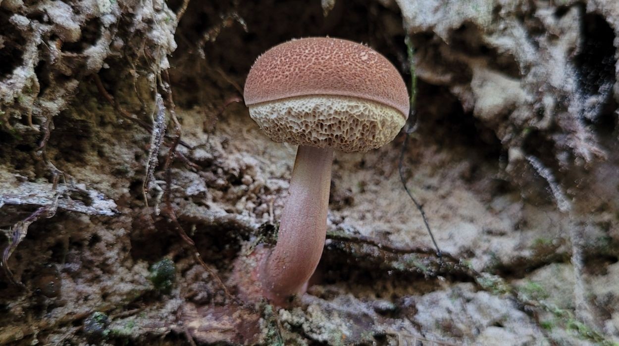 Pela 1ª vez, Brasil cria lista oficial de fungos ameaçados de extinção