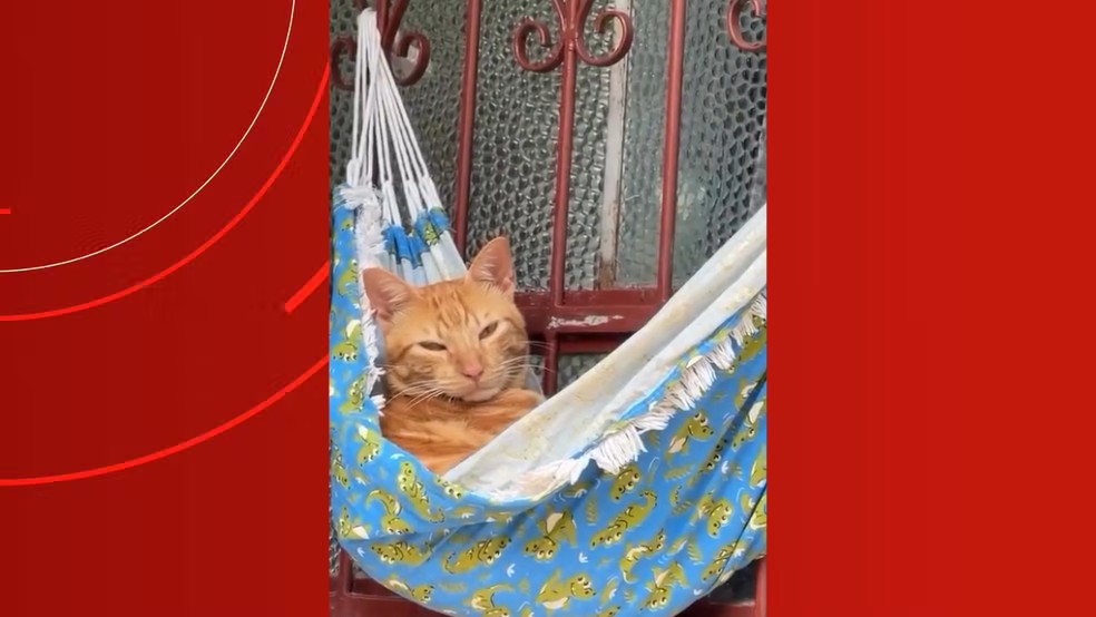 Gato é flagrado tirando cochilo em rede no AM: 'Olha a situação que eu encontro'