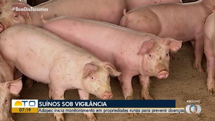 Adapec inicia novo monitoramento da Peste Suína Clássica